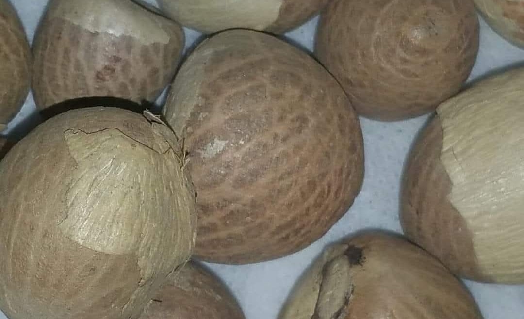 Marina Seeds